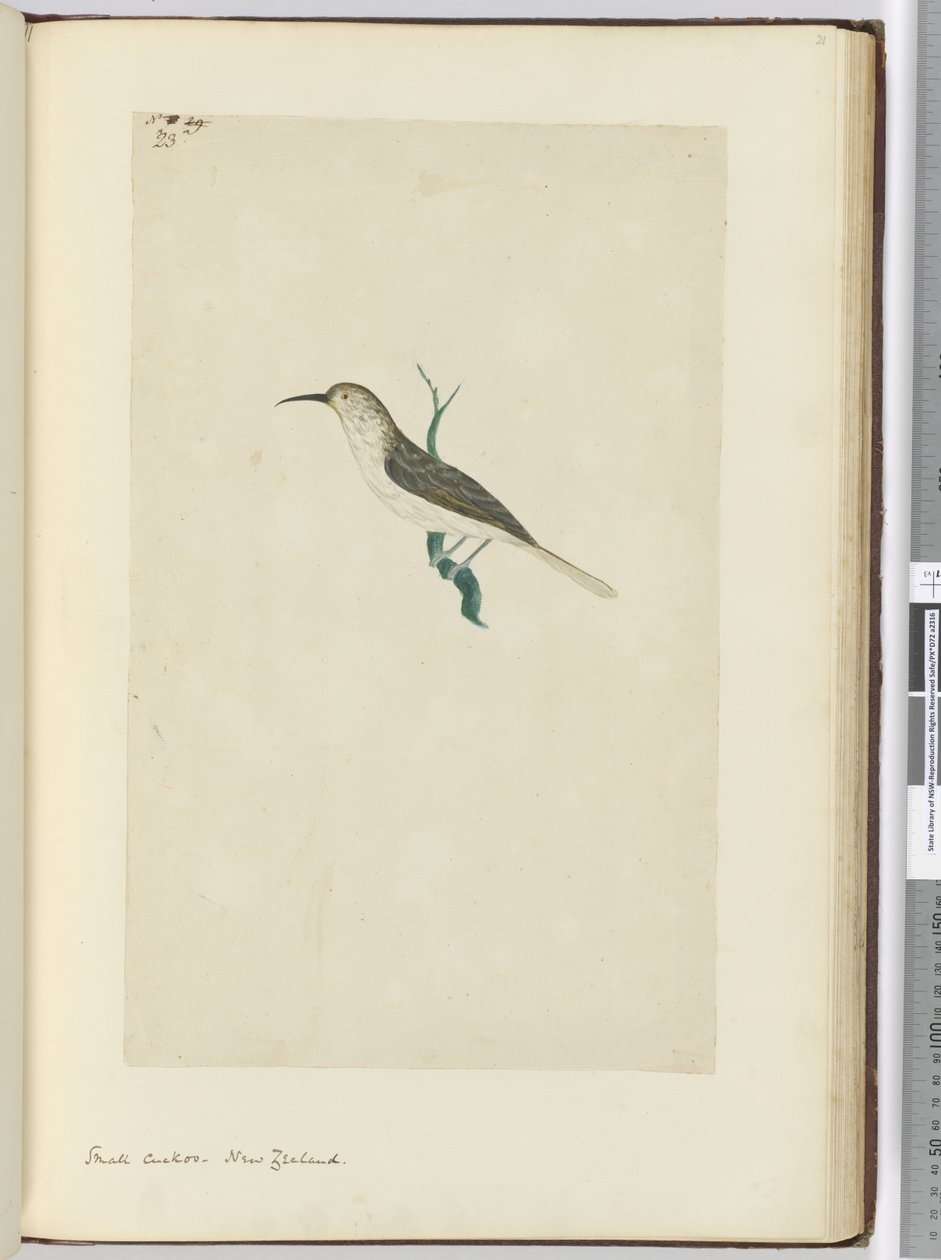 F.23 الوقواق الصغير. نيوزيلندا ، 1772-75 (مرحاض) بواسطة إسحاق سميث