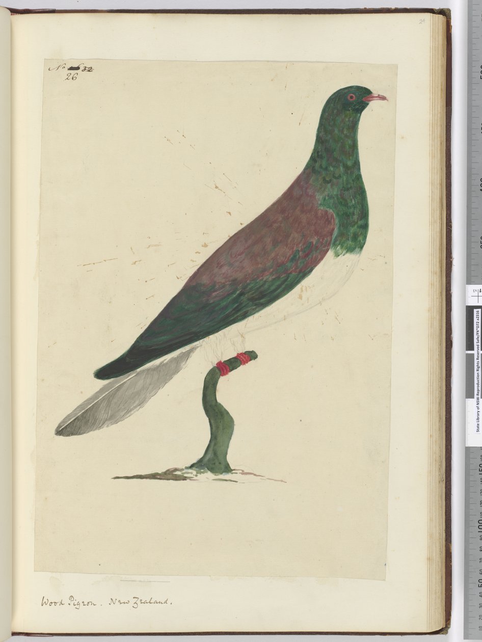 F.26 حمامة خشبية. نيوزيلندا ، 1772-75 (مرحاض) بواسطة إسحاق سميث