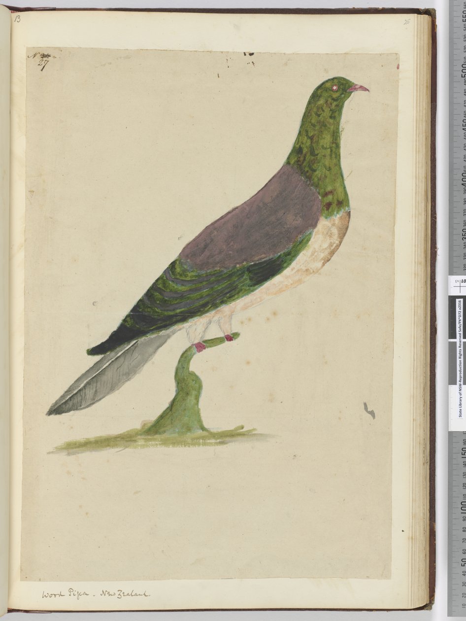 F.27 حمامة خشبية. نيوزيلندا ، 1772-75 (مرحاض) بواسطة إسحاق سميث