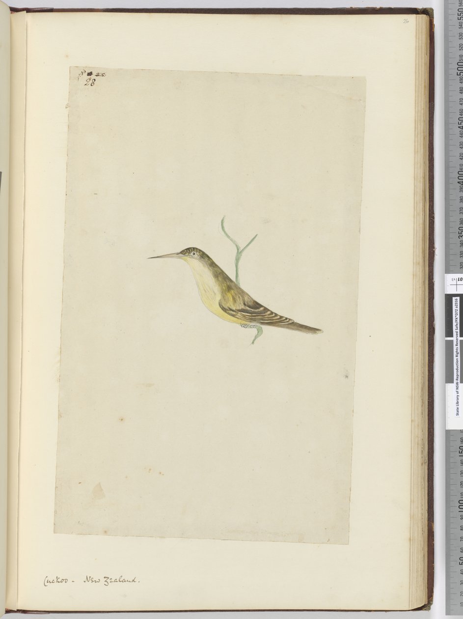 F.28 الوقواق. نيوزيلندا ، 1772-75 (مرحاض) بواسطة إسحاق سميث