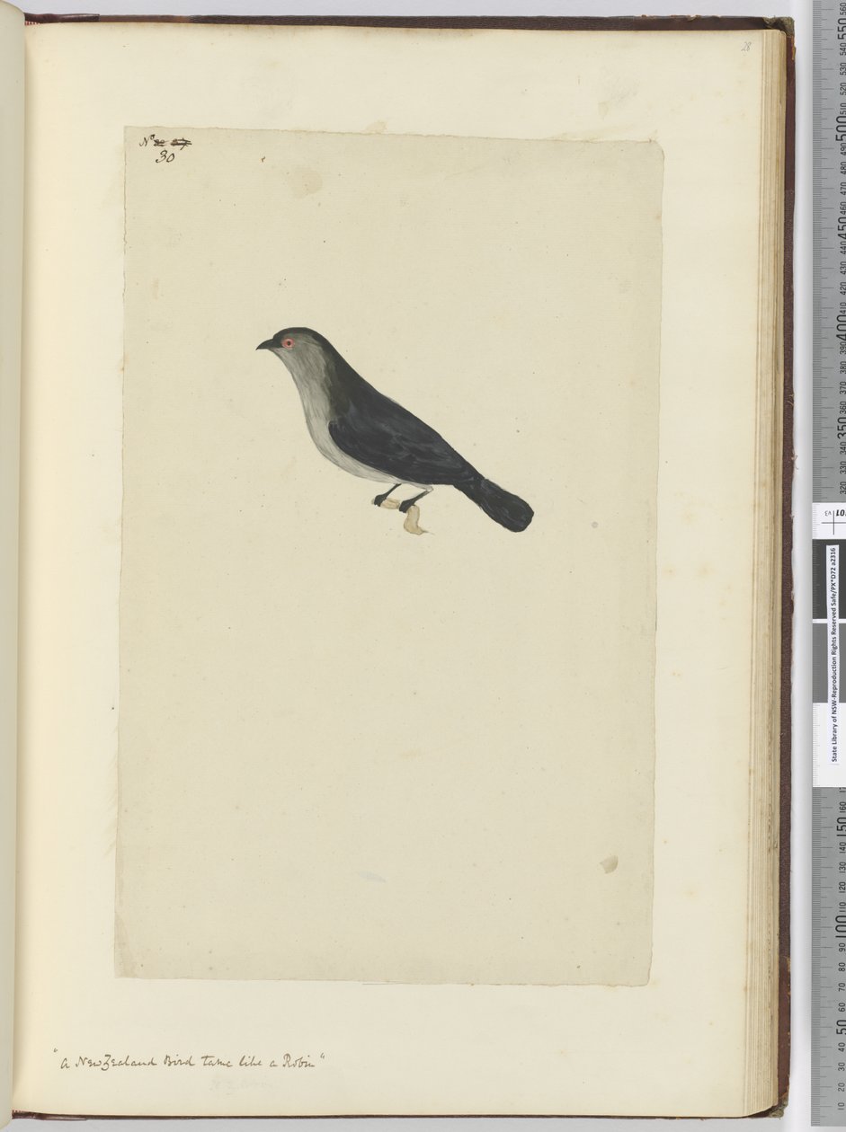 F.30 طائر نيوزيلندي يروض مثل روبن ، 1772-75 (مرحاض) بواسطة إسحاق سميث