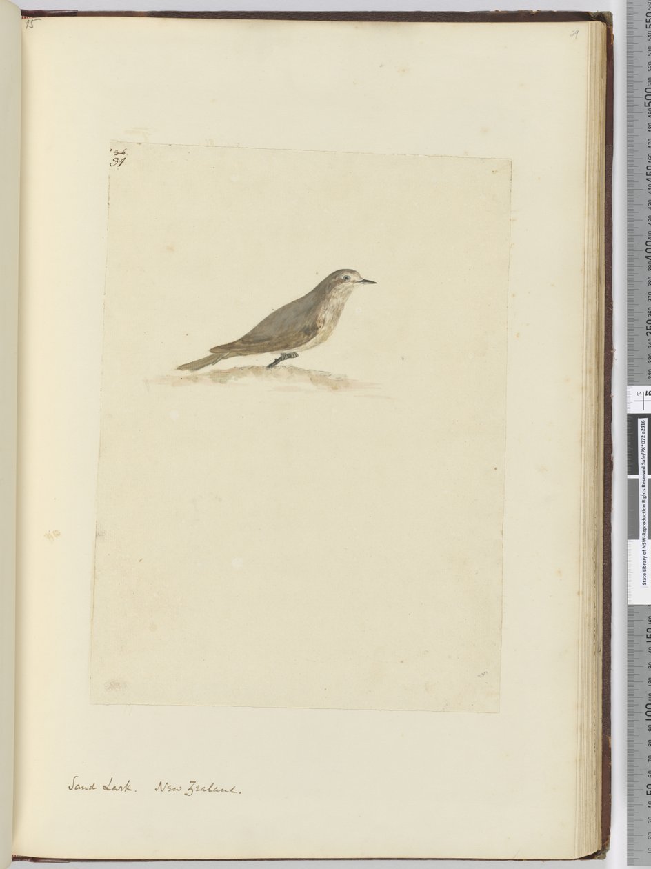 F.31 قبرة رملية. نيوزيلندا ، 1772-75 (مرحاض) بواسطة إسحاق سميث
