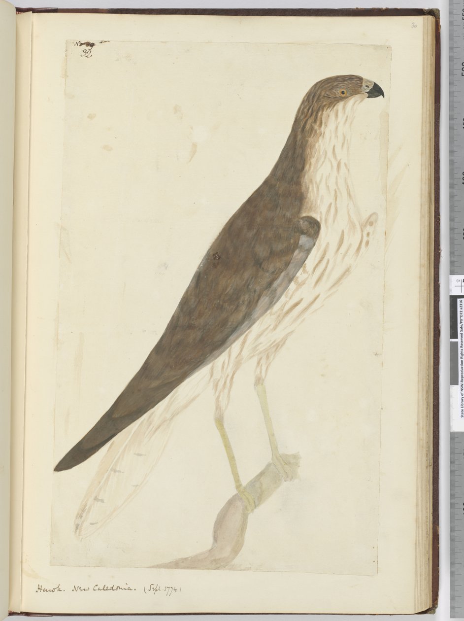 F.32 هوك. كاليدونيا الجديدة. (سبتمبر 1774) ، 1772-75 (مرحاض) بواسطة إسحاق سميث