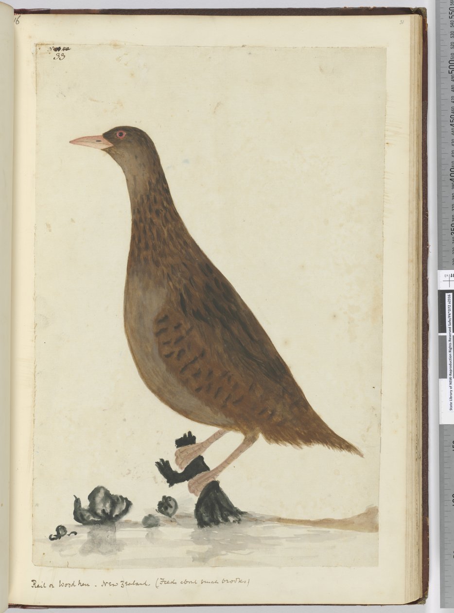 F.33 سكة حديد أو دجاجة خشبية. نيوزيلندا. (يغذي عن بروكس صغيرة) ، 1772-75 (مرحاض) بواسطة إسحاق سميث