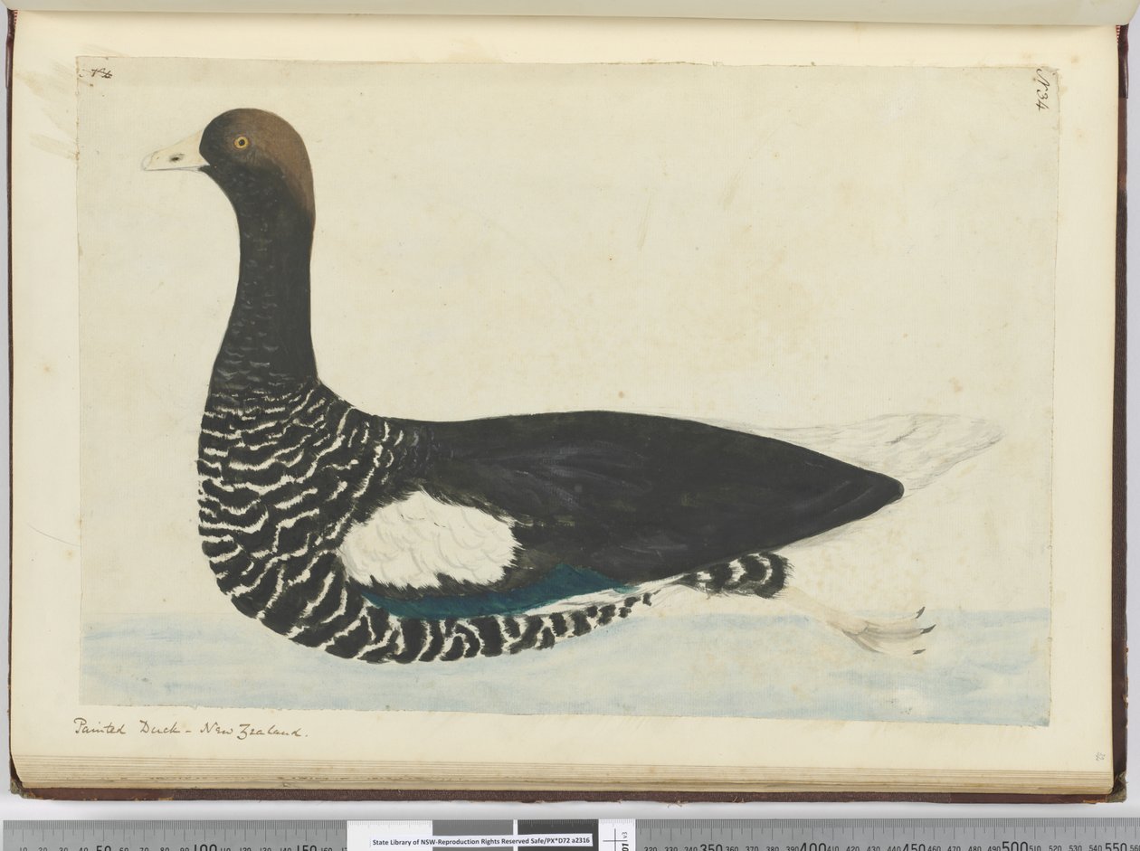 F.34 بطة ملونة. نيوزيلندا ، 1772-75 (مرحاض) بواسطة إسحاق سميث