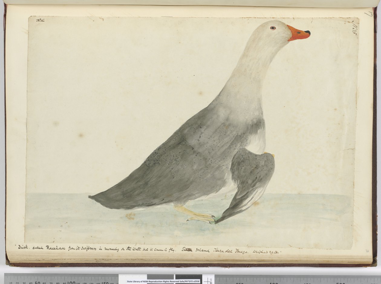 F.35 داك دعا Racehorse من سرعة في الجري على الماء لكنه لا يستطيع الطيران. جزيرة ستاتن تييرا ديل فويغو. يزن 29 رطلا ، 1772-75 (مرحاض) بواسطة إسحاق سميث