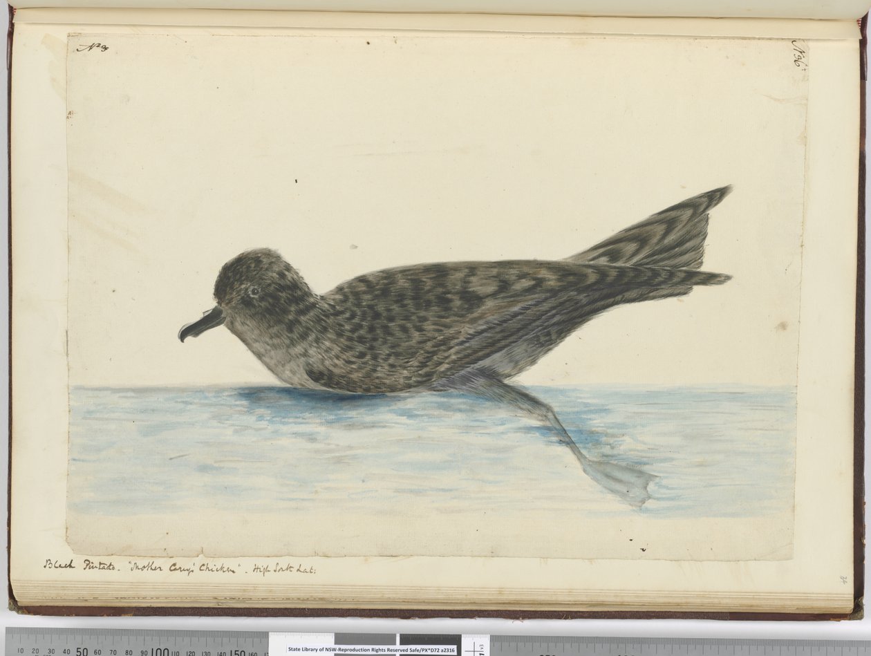 F.36 بنتادو أسود. دجاج ماذر كاريس. ارتفاع خط العرض الجنوبي ، 1772-75 (مرحاض) بواسطة إسحاق سميث