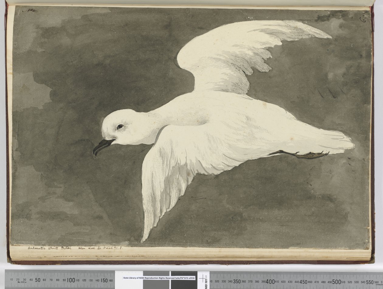 F.39 بترل أبيض في القطب الجنوبي. رأيت خط العرض. 60 إلى خط العرض. 71 س ، 1772-75 (مرحاض) بواسطة إسحاق سميث