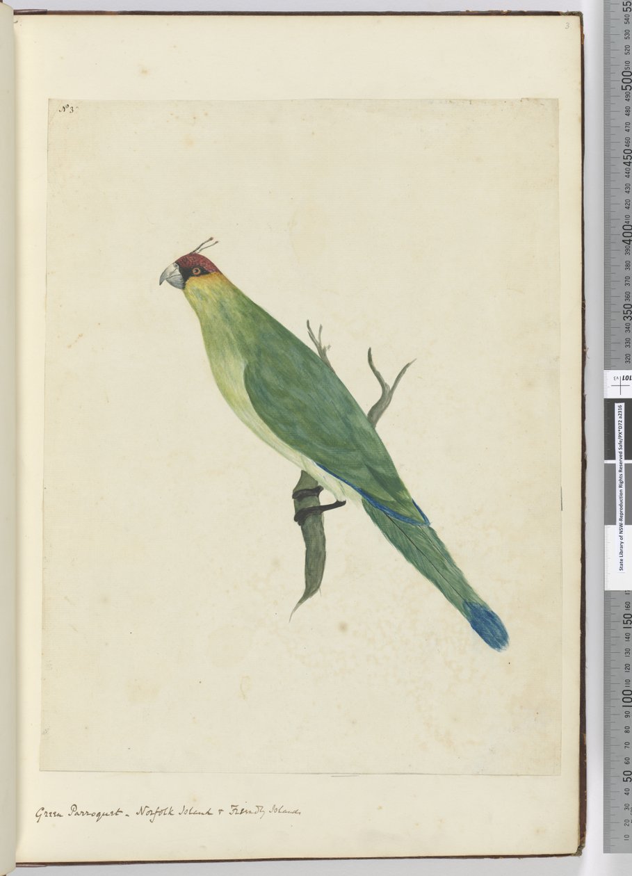 F.3 الباركيه الأخضر. جزيرة نورفولك وجزر ودية ، 1772-75 (مرحاض) بواسطة إسحاق سميث