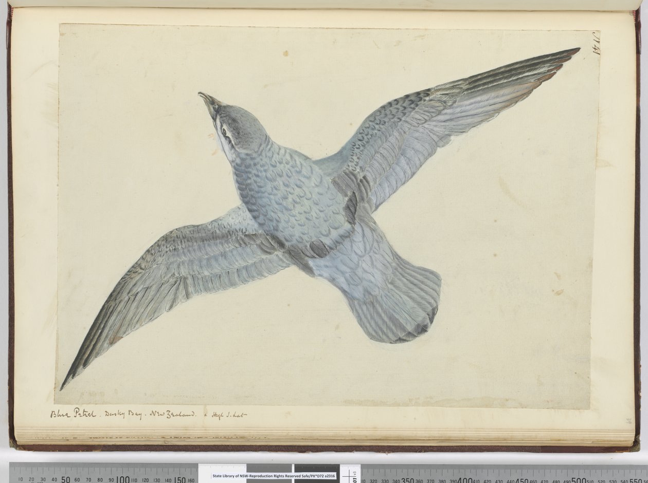F.41 أزرق بترسيل. خليج داسكي ، نيوزيلندا. في ارتفاع S. lat. ، 1772-75 (مرحاض) بواسطة إسحاق سميث