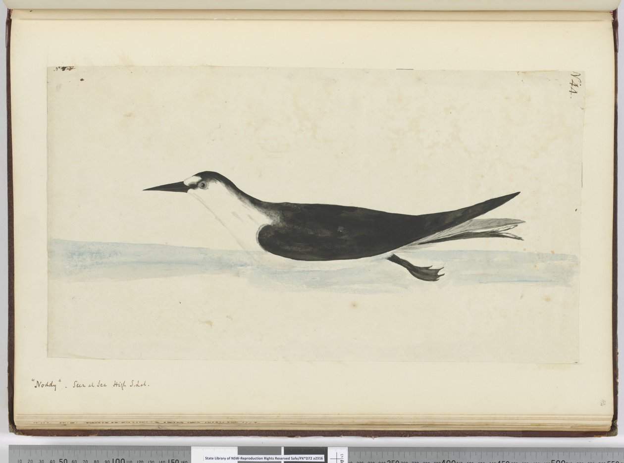 F.44 Noddy. شوهدت في ارتفاع البحر S. lat. ، 1772-75 (مرحاض) بواسطة إسحاق سميث