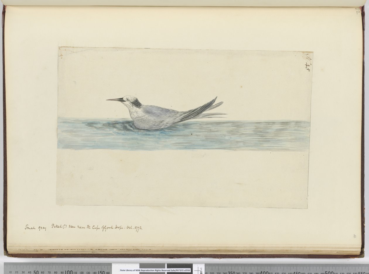 F.45 رصاصة صغيرة رمادية (؟) تظهر بالقرب من رأس الرجاء الصالح. 1772 أكتوبر 1772-75 (مرحاض) بواسطة إسحاق سميث