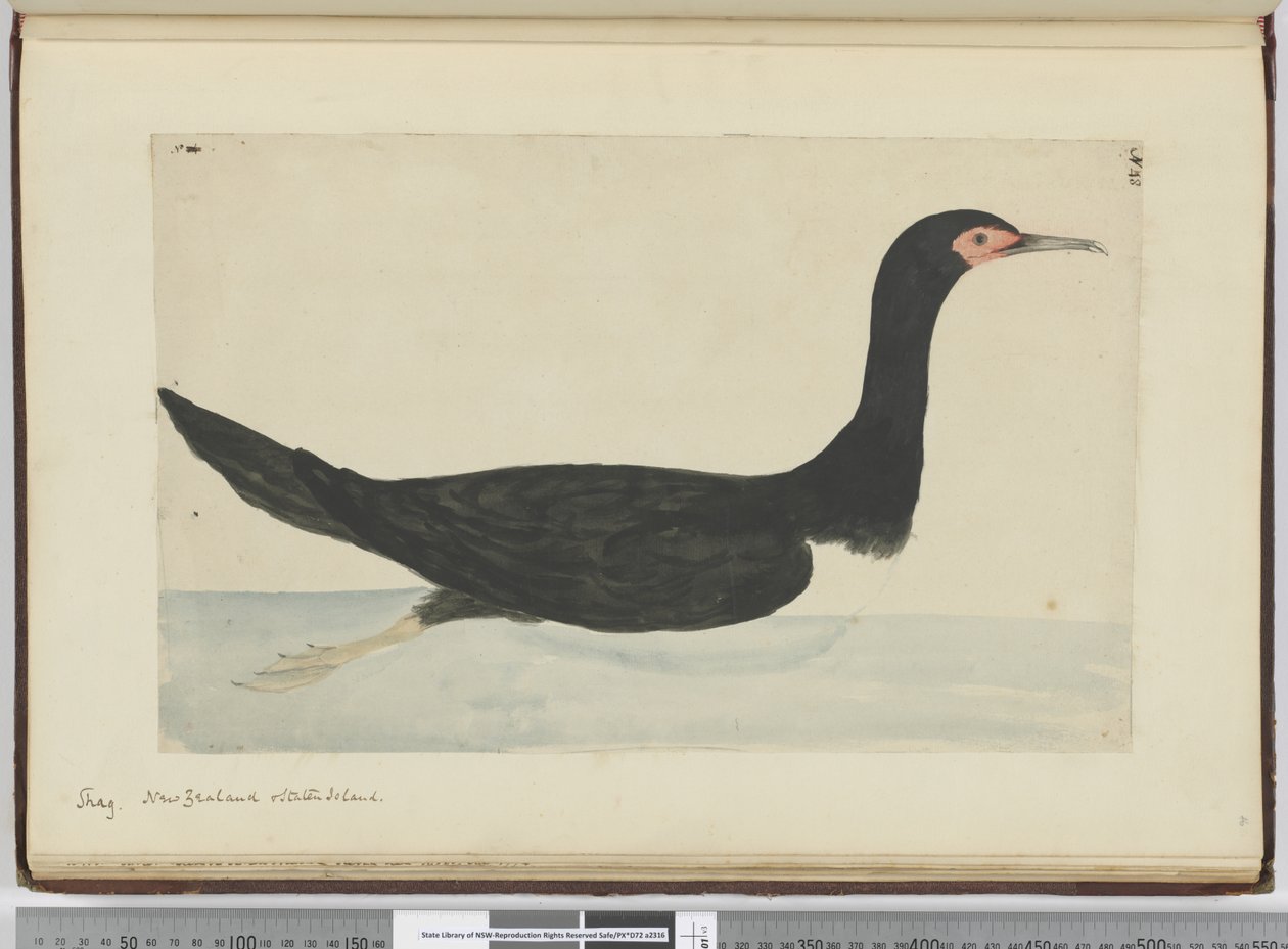 F.48 انكح. نيوزيلندا وجزيرة ستاتن ، 1772-75 (مرحاض) بواسطة إسحاق سميث