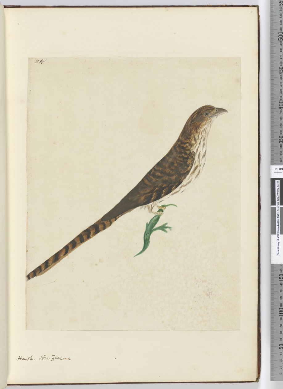 F.4 هوك. نيوزيلندا ، 1772-75 (مرحاض) بواسطة إسحاق سميث