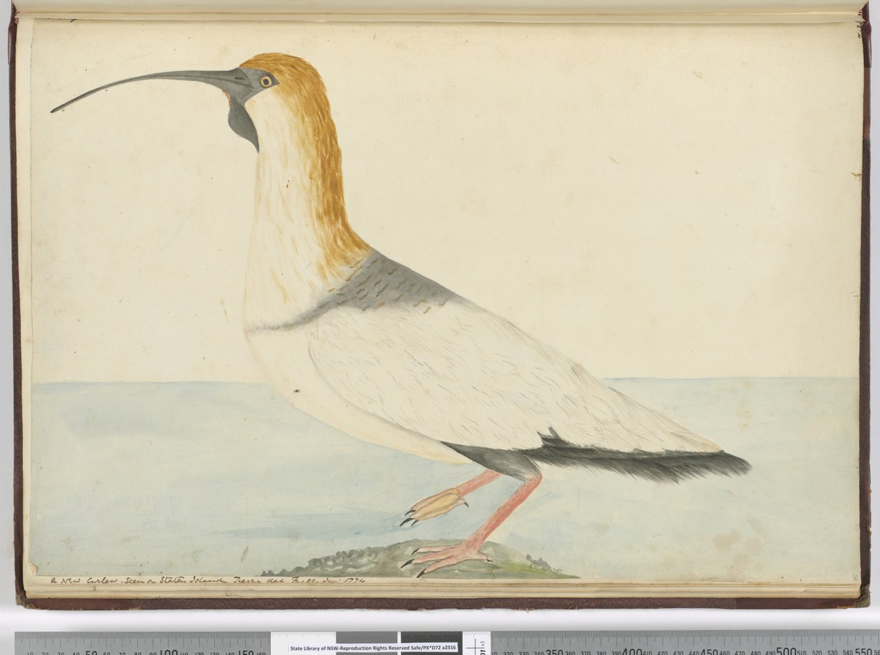 F.52 سيارة كيرلو جديدة. شوهد في جزيرة ستاتن تييرا ديل فويغو يناير 1774 ، 1772-75 (مرحاض) بواسطة إسحاق سميث