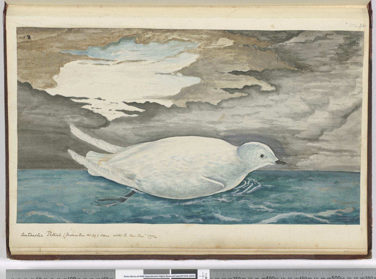 F.53 طقطقة أنتاركتيكا (أصغر من رقم 29) تظهر مع الجليد يناير 1772 ، 1772-75 (مرحاض) بواسطة إسحاق سميث