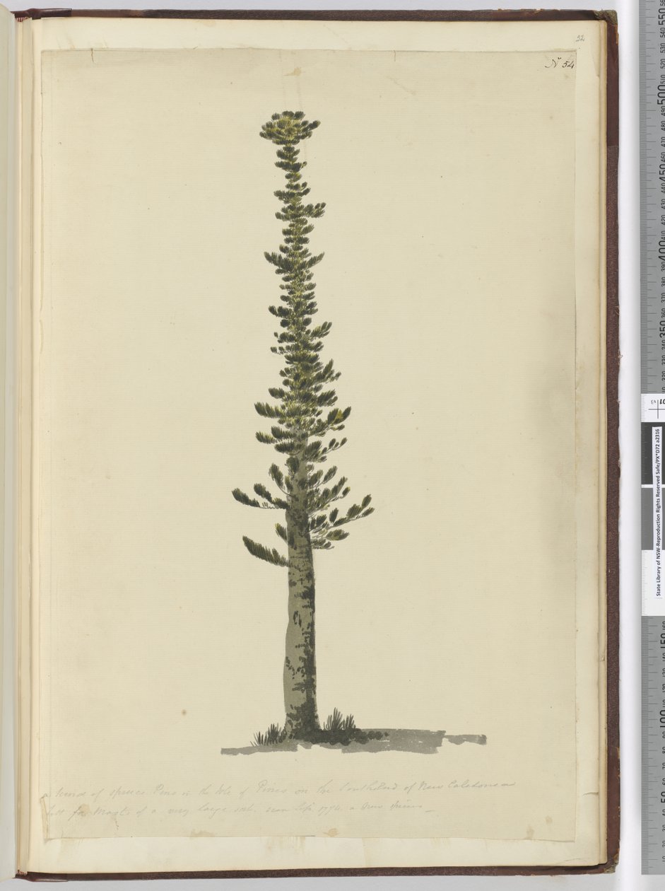 F.54 نوع من أشجار الصنوبر الراتينجية في جزيرة الصنوبر في الطرف الجنوبي من كاليدونيا الجديدة وطويلة بالنسبة إلى الصواري من نوع كبير جدًا. ينظر في سبتمبر 1774 ... ، 1772-75 (مرحاض) بواسطة إسحاق سميث