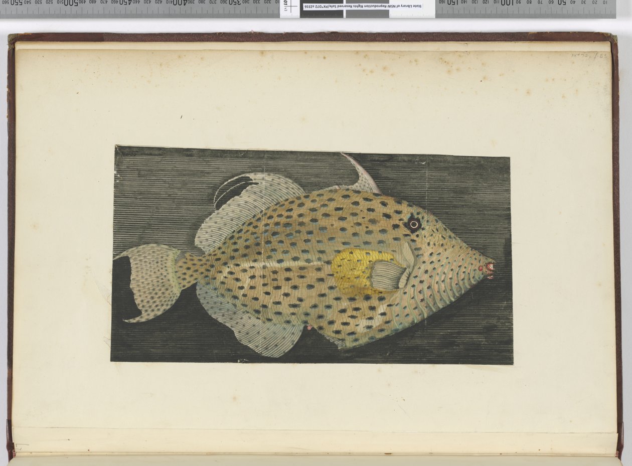 F.55 سمكة تسمى الزوجة القديمة ل S. Jago ، 1772-75 (مرحاض) بواسطة إسحاق سميث