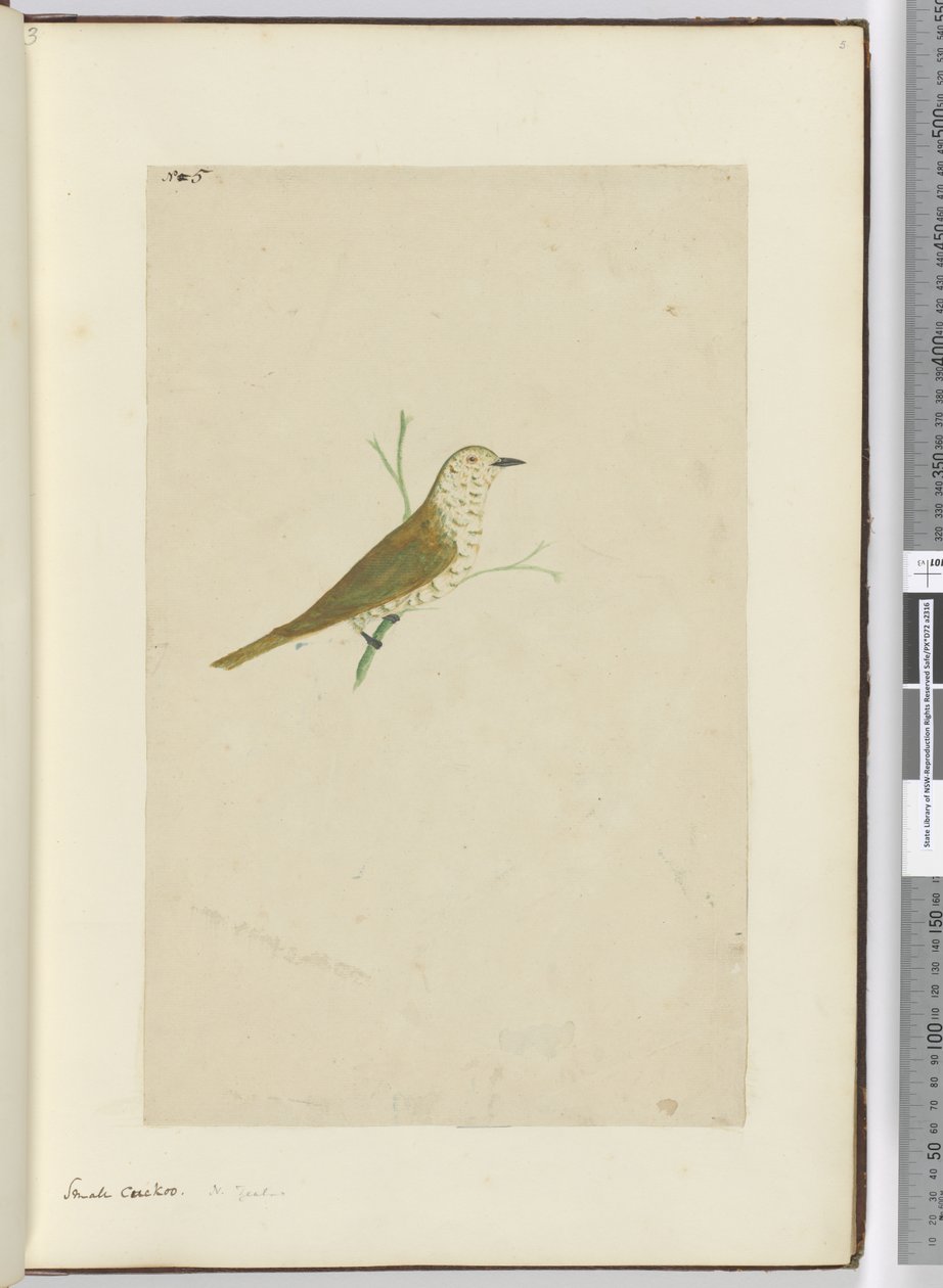 F.5 الوقواق الصغير. نيوزيلندا ، 1772-75 (مرحاض) بواسطة إسحاق سميث