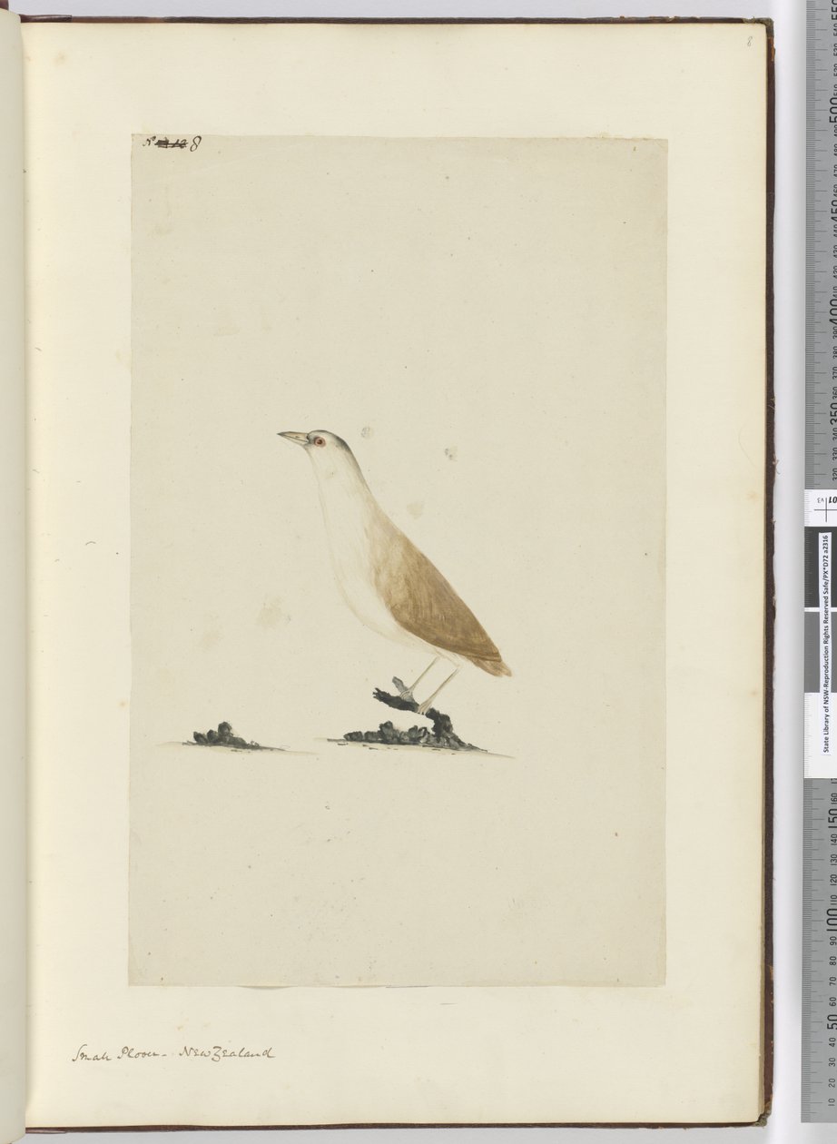 F.8 زقزاق صغير. نيوزيلندا ، 1772-75 (مرحاض) بواسطة إسحاق سميث