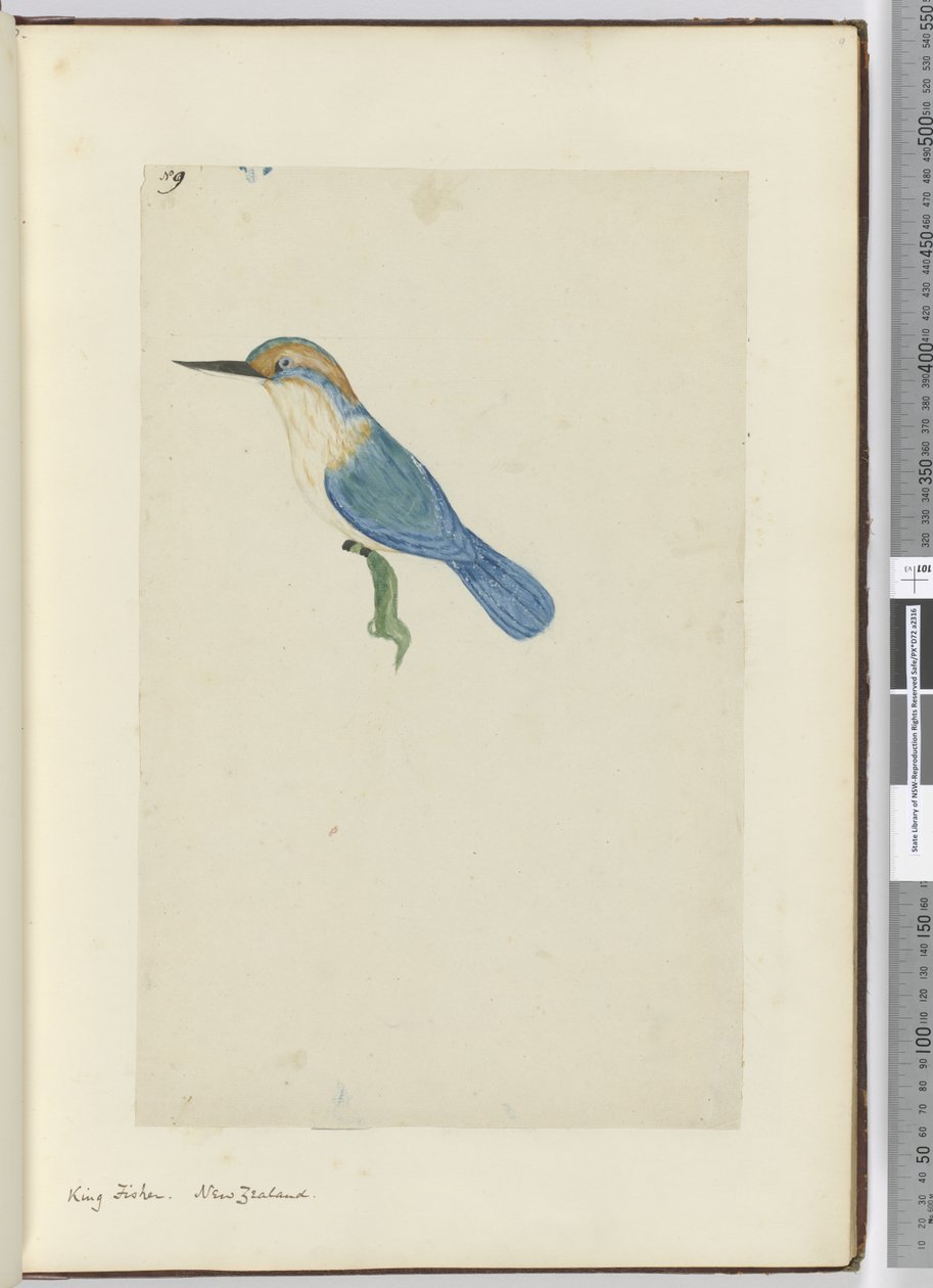 F.9 الملك فيشر. نيوزيلندا ، 1772-75 (مرحاض) بواسطة إسحاق سميث