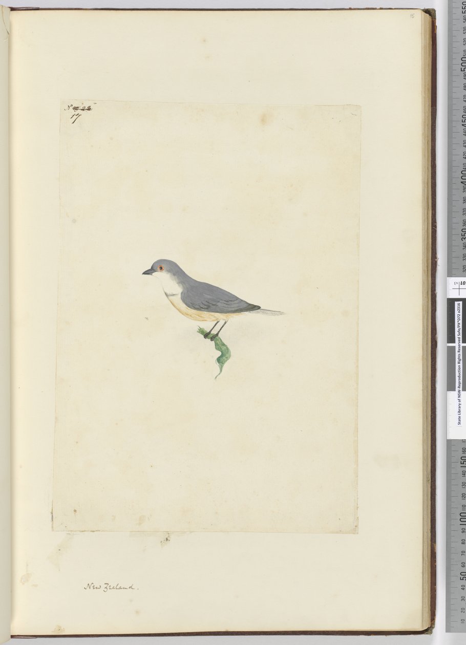 f.17 طائر نيوزيلندي مجهول الهوية ، 1772-1775 (مرحاض) بواسطة إسحاق سميث