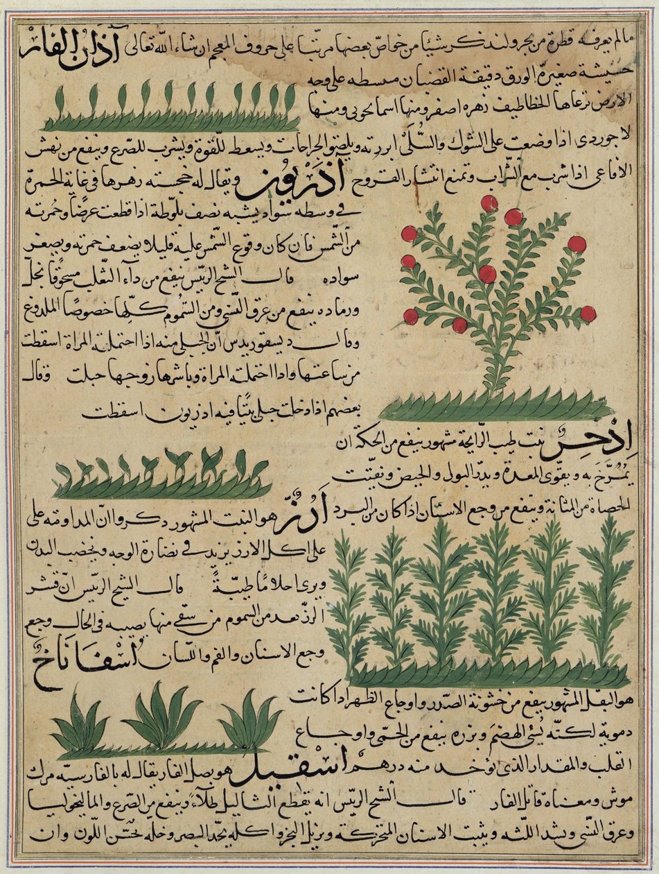 السيدة E-7 فل. 142b نباتات نباتية ، رسم توضيحي من "عجائب الخليقة وفضول الوجود" بقلم زكريا بن محمد القزويني بواسطة مدرسة إسلامية