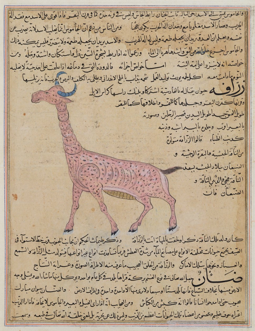 السيدة E-7 fol.180 زرافة من كتاب "عجائب الخليقة وفضول الوجود" بقلم زكريا بن محمد القزويني بواسطة مدرسة إسلامية