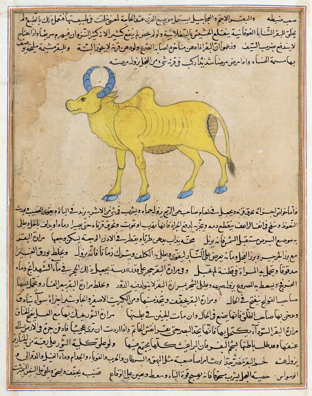 السيدة E-7 fol.181b Zebu ، رسم توضيحي من "عجائب الخليقة وفضول الوجود" بقلم زكريا بن محمد القزويني بواسطة مدرسة إسلامية