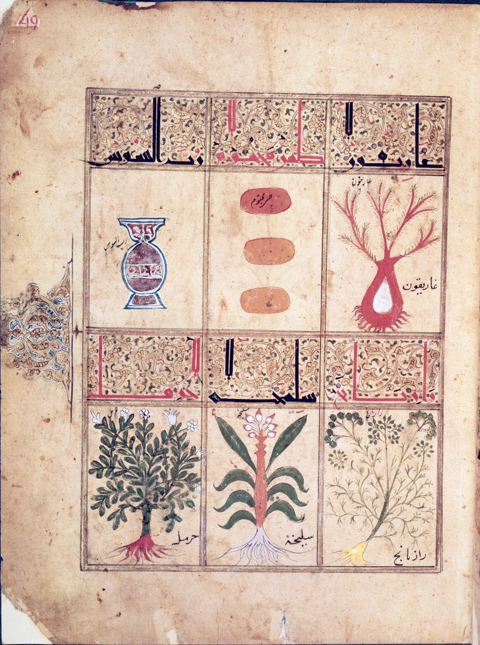 أرابي 2964 صفحة 49 النباتات من أطروحة العلاج بعد غاليان ، 1217 بواسطة مدرسة إسلامية