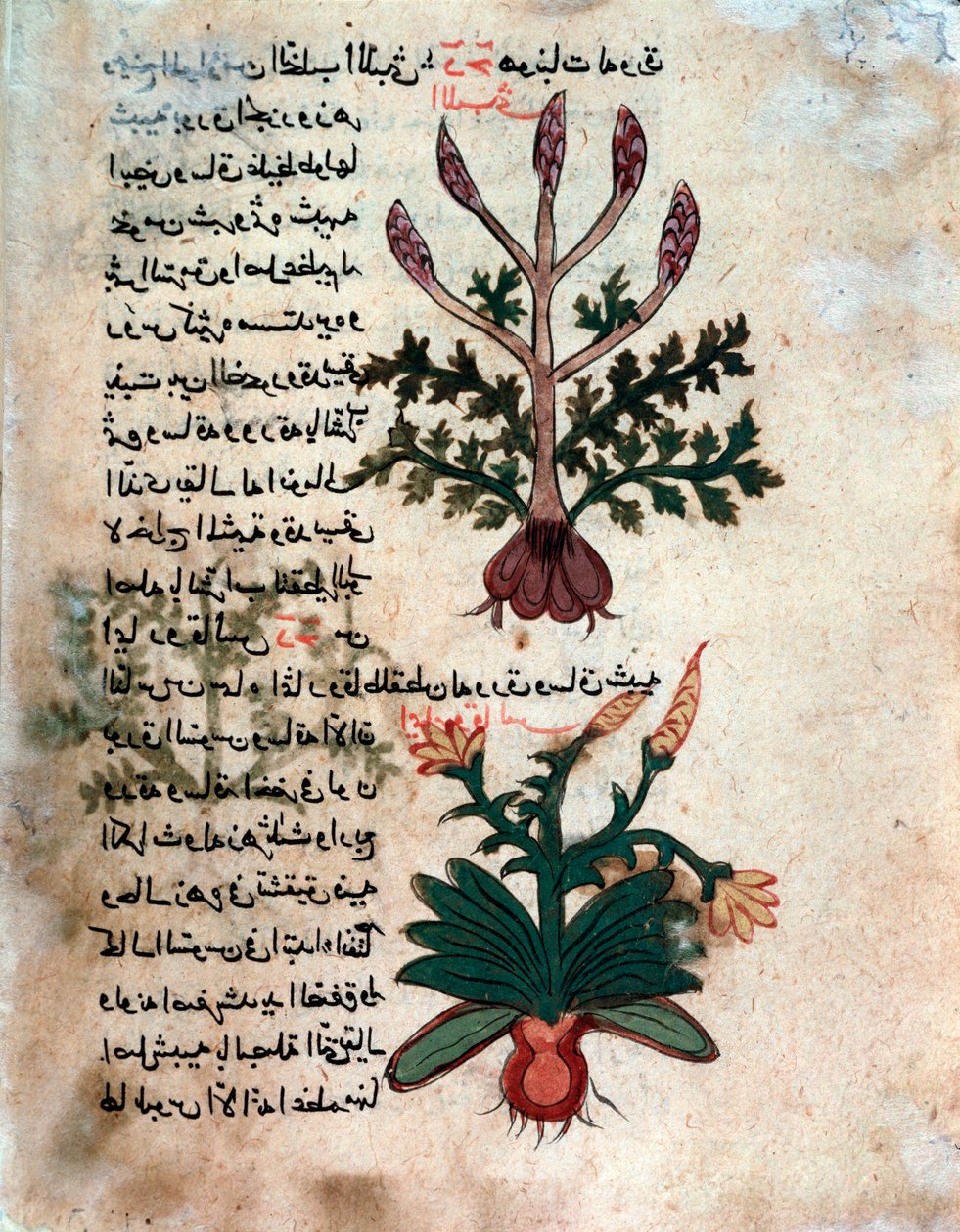 صفحة من المعشبة الطبية (مخطوطة بواسطة مدرسة إسلامية