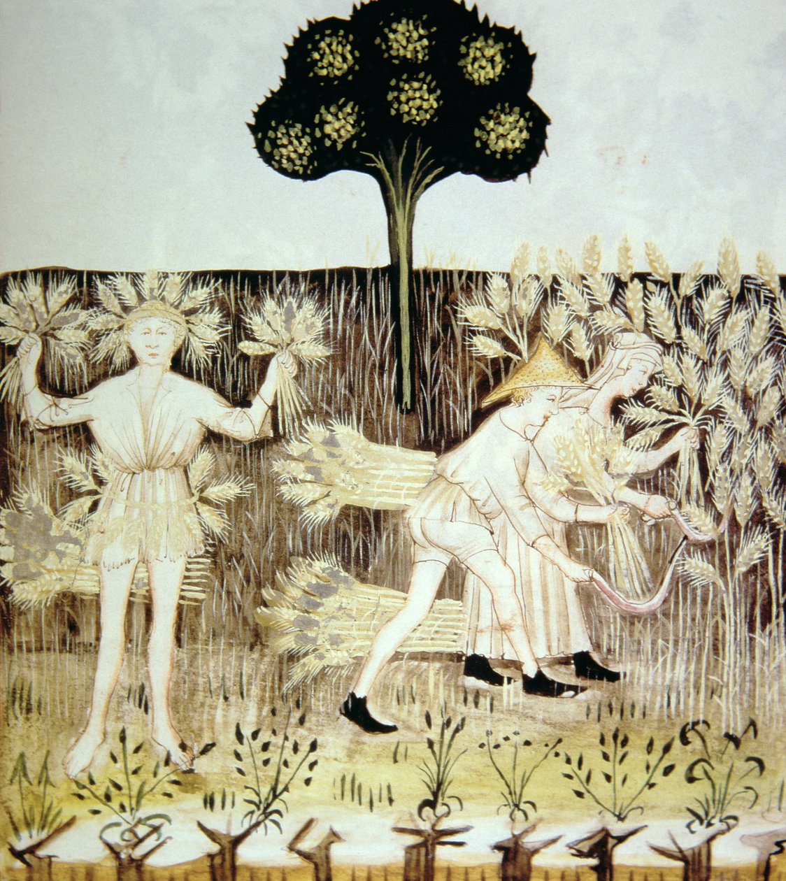 Fo.54r الصيف: حصاد القمح ، رسم توضيحي من Tacuinum Santiatis Codex Vindobonensis بواسطة المدرسة الايطالية