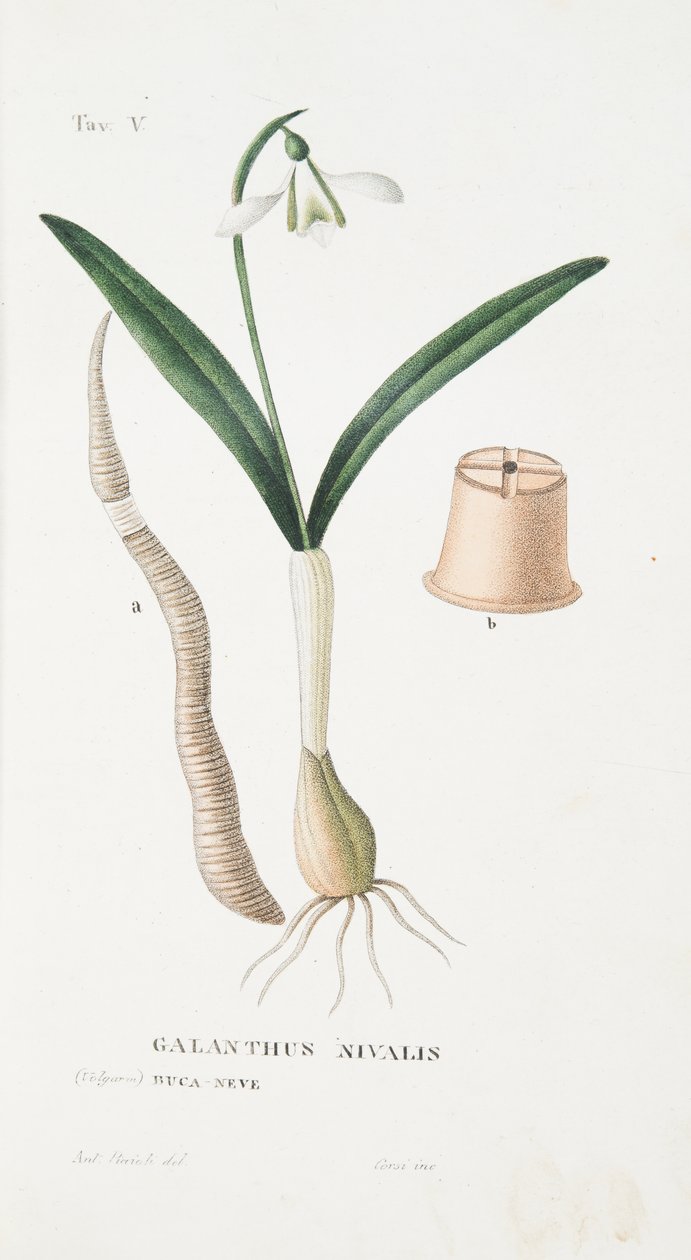 Galanthus Nivalis ، اللوحة الخامسة ، من LA Anthotrophy That is ، DeFiori Cultivation by Antonio Piccioli ، pub.1834 بواسطة المدرسة الايطالية