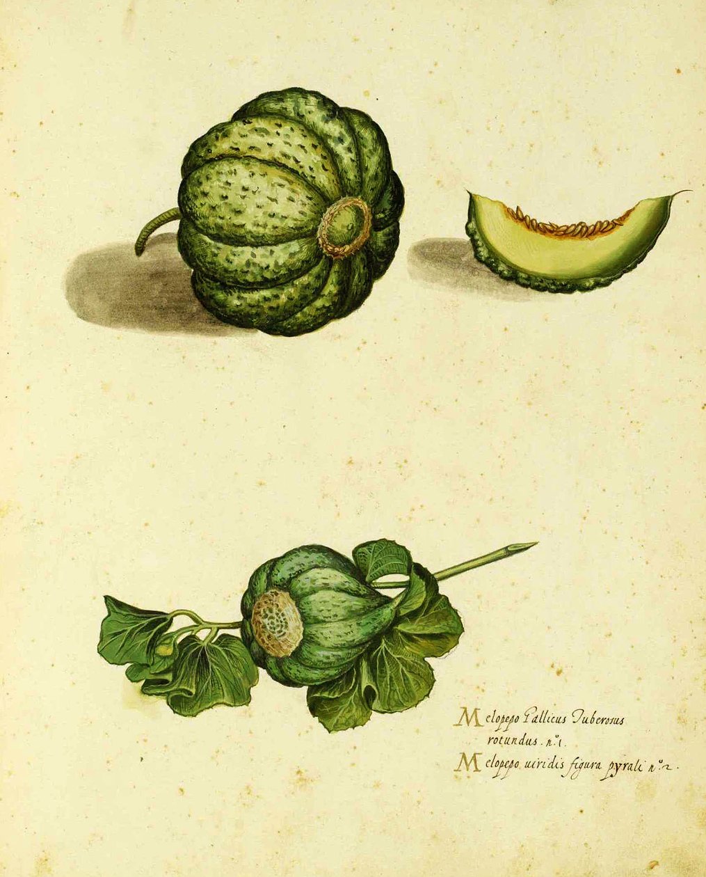 سكواش الإرث من قبل Ulisse Aldrovandi (1522 - 1605) لوحة نشرت في Piante Fiori Frutti (نقش ملون باليد). بواسطة المدرسة الايطالية