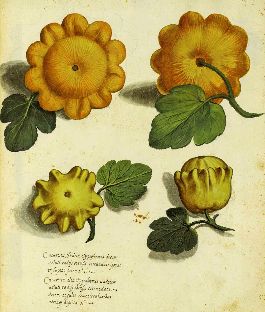 سكواش الإرث من قبل Ulisse Aldrovandi (1522 - 1605) لوحة نشرت في Piante Fiori Frutti (نقش ملون باليد). بواسطة المدرسة الايطالية