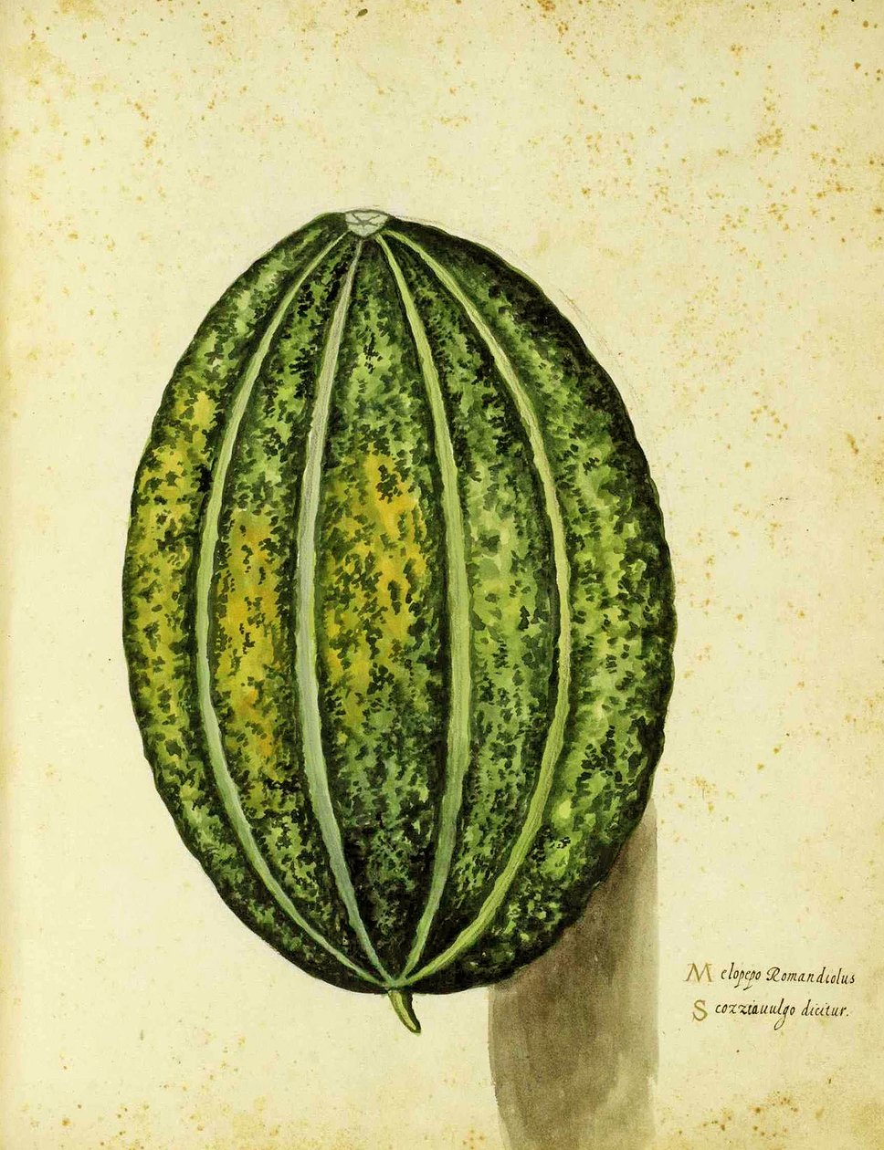 سكواش الإرث من قبل Ulisse Aldrovandi (1522 - 1605) لوحة نشرت في Piante Fiori Frutti (نقش ملون باليد). بواسطة المدرسة الايطالية