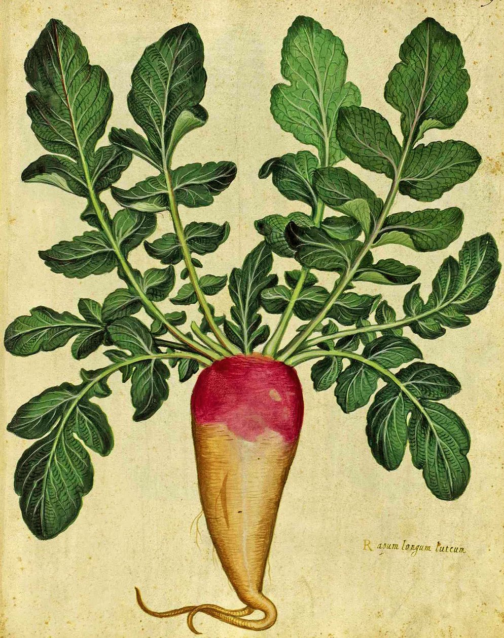 اللفت الطويل من قبل Ulisse Aldrovandi (1522 - 1605) لوحة نشرت في Piante Fiori Frutti (نقش ملون باليد). بواسطة المدرسة الايطالية