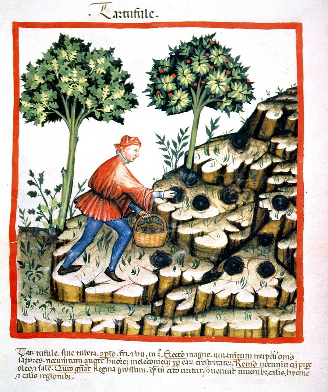 نوفا 2644 f.28v جمع الكمأ ، من Tacuinum Sanitatis Codex Vindobonensis (انظر أيضًا 130544) بواسطة المدرسة الايطالية