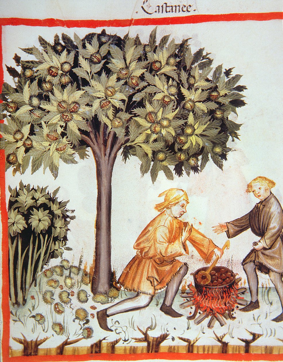 Nova 2644 fol.17r حصاد وطهي الكستناء من Tacuinum Sanitatis Codex Vindobonensis بواسطة المدرسة الايطالية