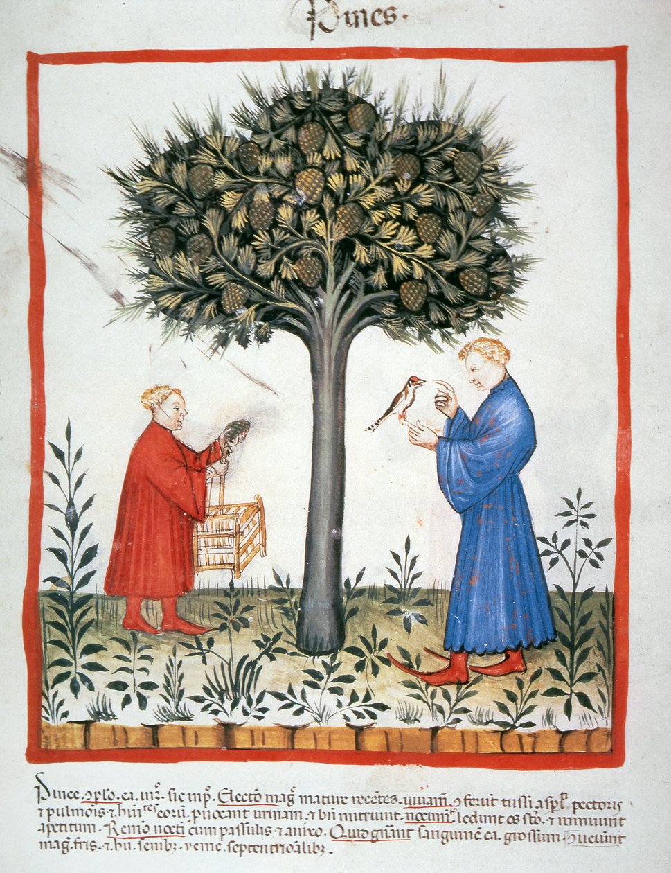 2644 fol.19v جمع مخاريط الصنوبر الطازجة ، صحية Tacuinum بواسطة المدرسة الايطالية