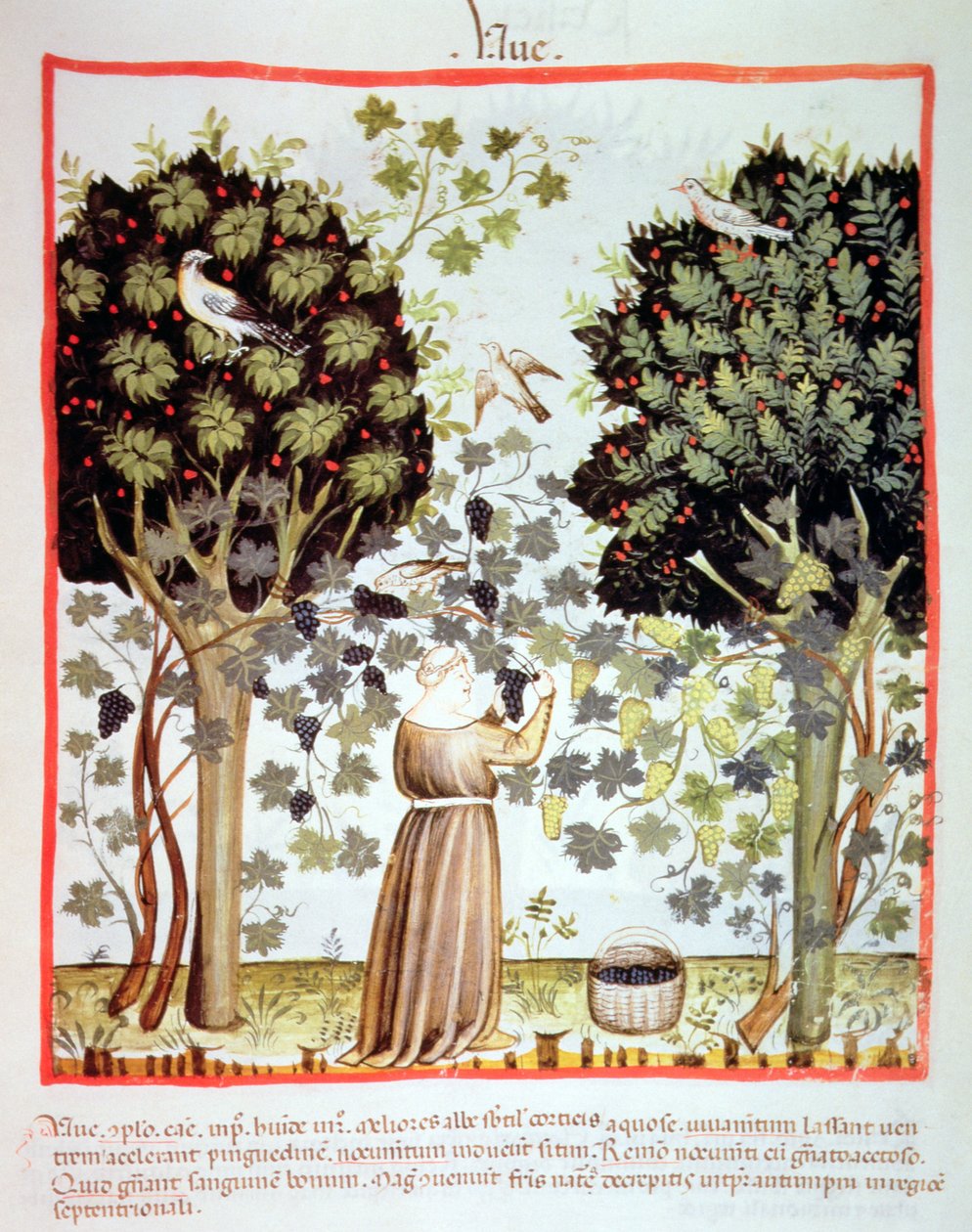 جديد 2644 fol.5r حصاد العنب ، Tacuinum صحي بواسطة المدرسة الايطالية