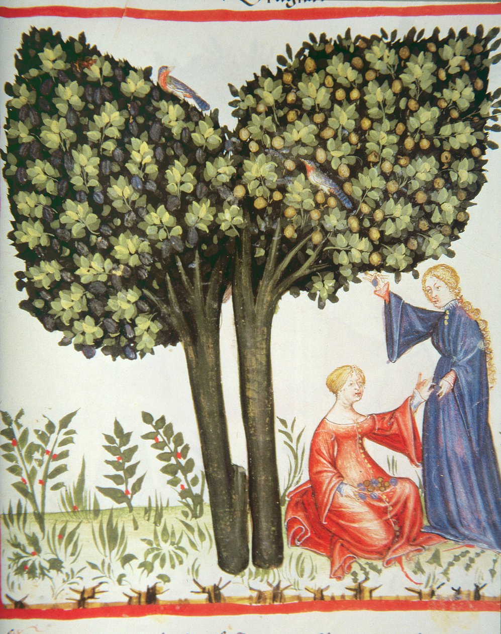 جديد 2644 fol.6r قطف الخوخ ، الدستور الغذائي الصحي Tacuinum بواسطة المدرسة الايطالية