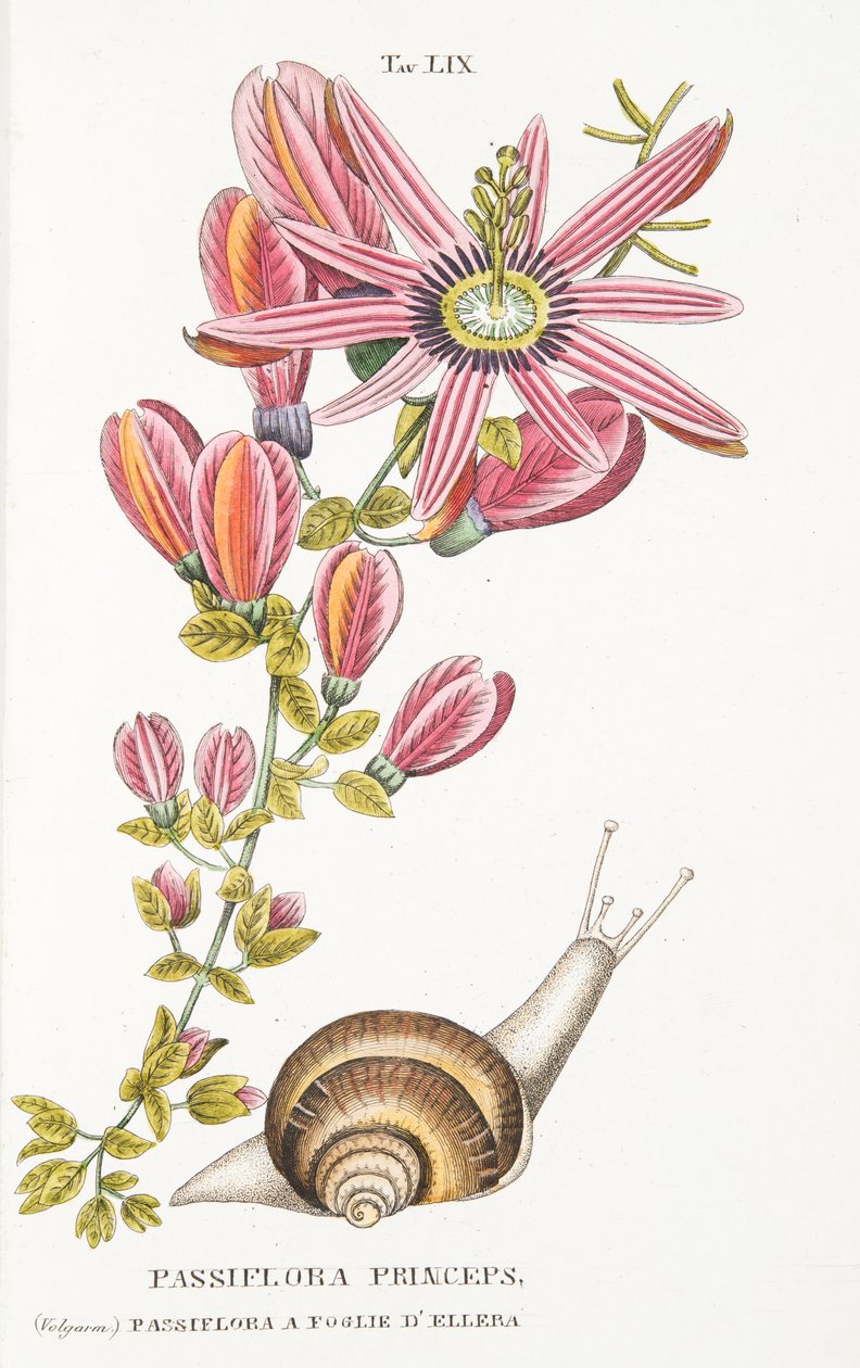 Passiflora Princeps ، لوحة LIX ، من LAntotrofia Ossia La Coltivazione DeFiori by Antonio Piccioli ، pub.1834 بواسطة المدرسة الايطالية