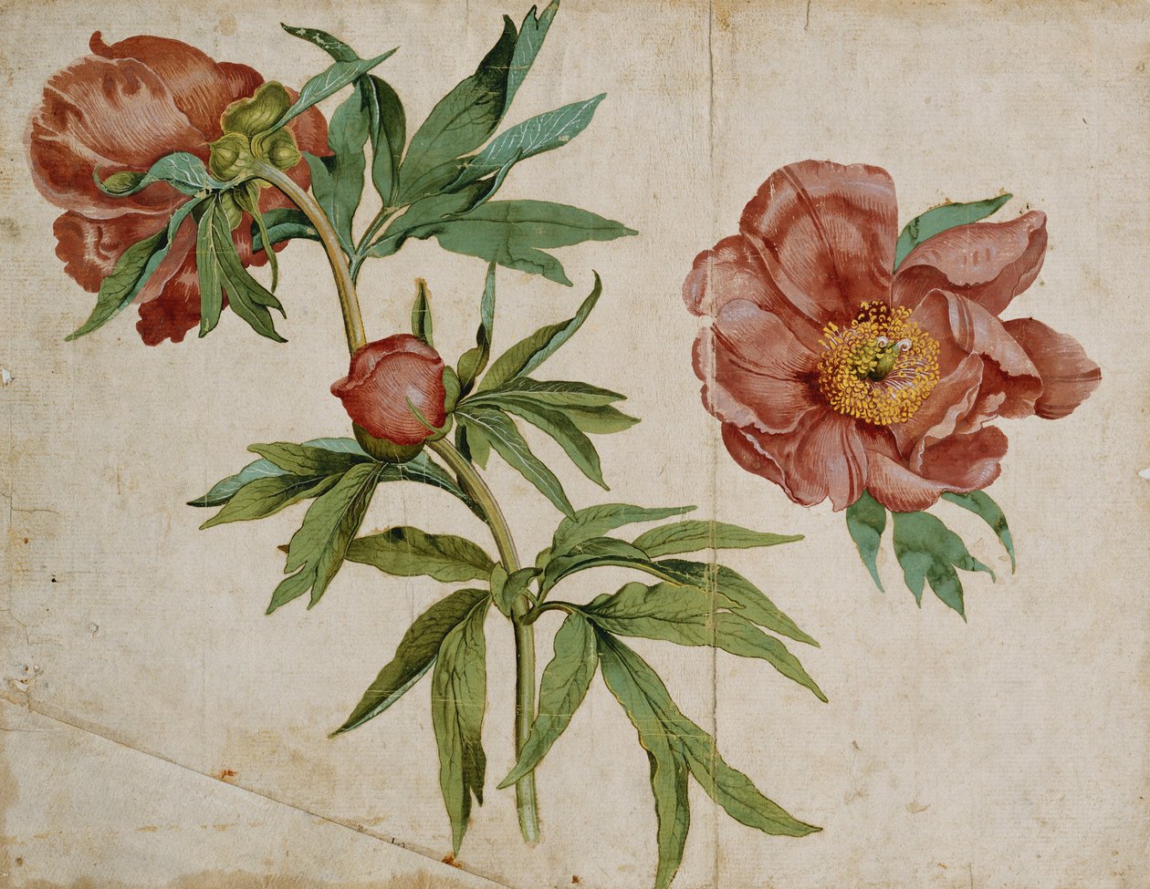 دراسة Paeonies بواسطة المدرسة الايطالية