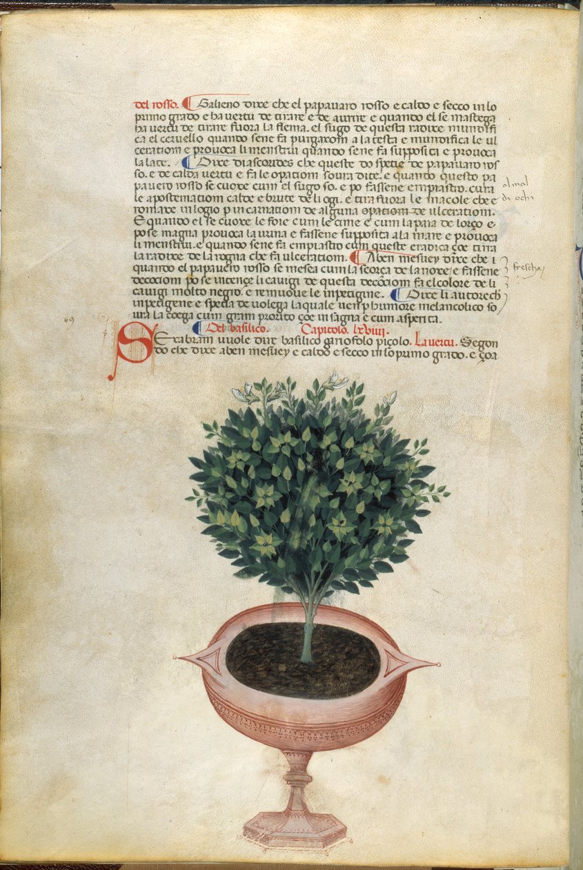 نبات الريحان في إناء ، رسم توضيحي من "Carrara Herbal" ، بادوفا ، حوالي 1400 (قلم وحبر مع ذهبي على ورق) بواسطة المدرسة الايطالية