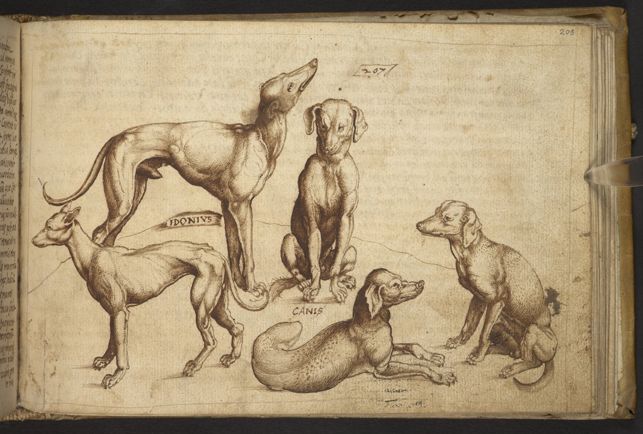 يضيف. 82955، f.206 كلاب من سلالات مختلفة ("كانيس"). ، من Historia Animalium ، (يتكون من 245 رسماً بالقلم الجاف والحبر لأنواع مختلفة من الحيوانات والمخلوقات الأسطورية ، كل منها مصحوب بوصف.) 1595 بواسطة المدرسة الايطالية