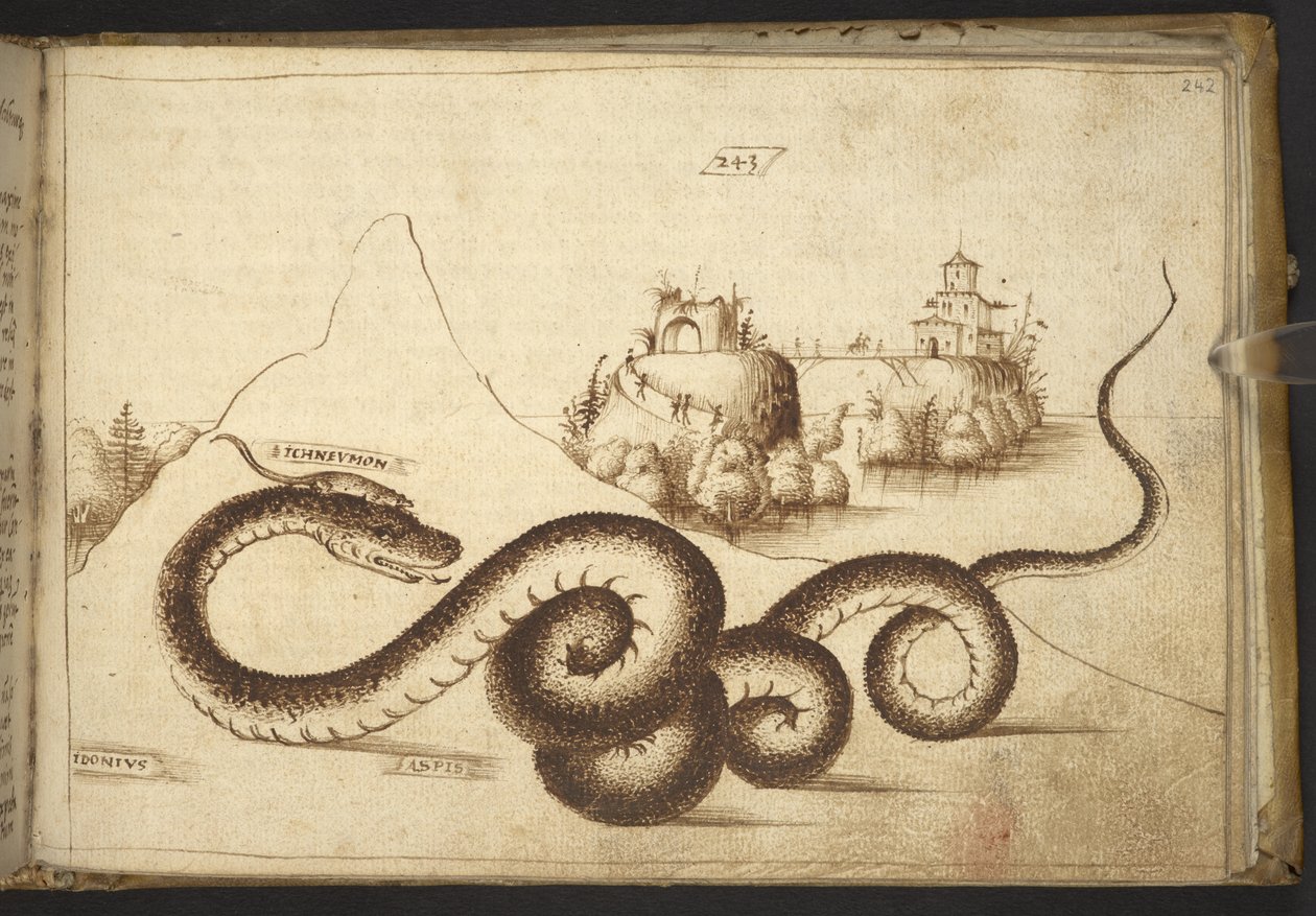 يضيف. 82955، f.242 ثعبان ("أسبيس"). ، من Historia Animalium ، (يتكون من 245 رسماً بالقلم الجاف والحبر لأنواع مختلفة من الحيوانات والمخلوقات الأسطورية ، كل منها مصحوب بوصف.) 1595 بواسطة المدرسة الايطالية