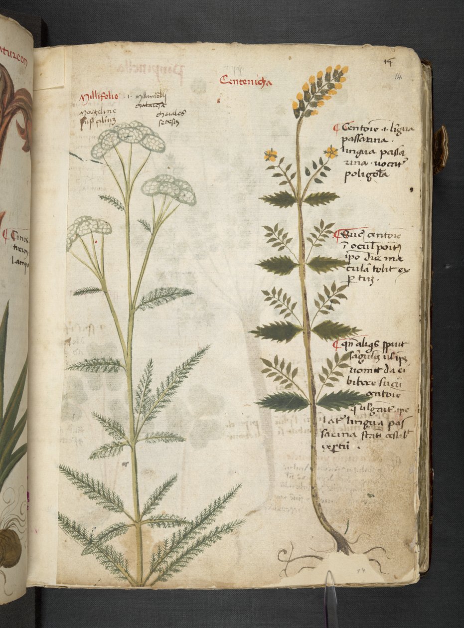أضف MS 41623 "A herbal"، Belluno (حبر ولون على ورق) بواسطة المدرسة الايطالية