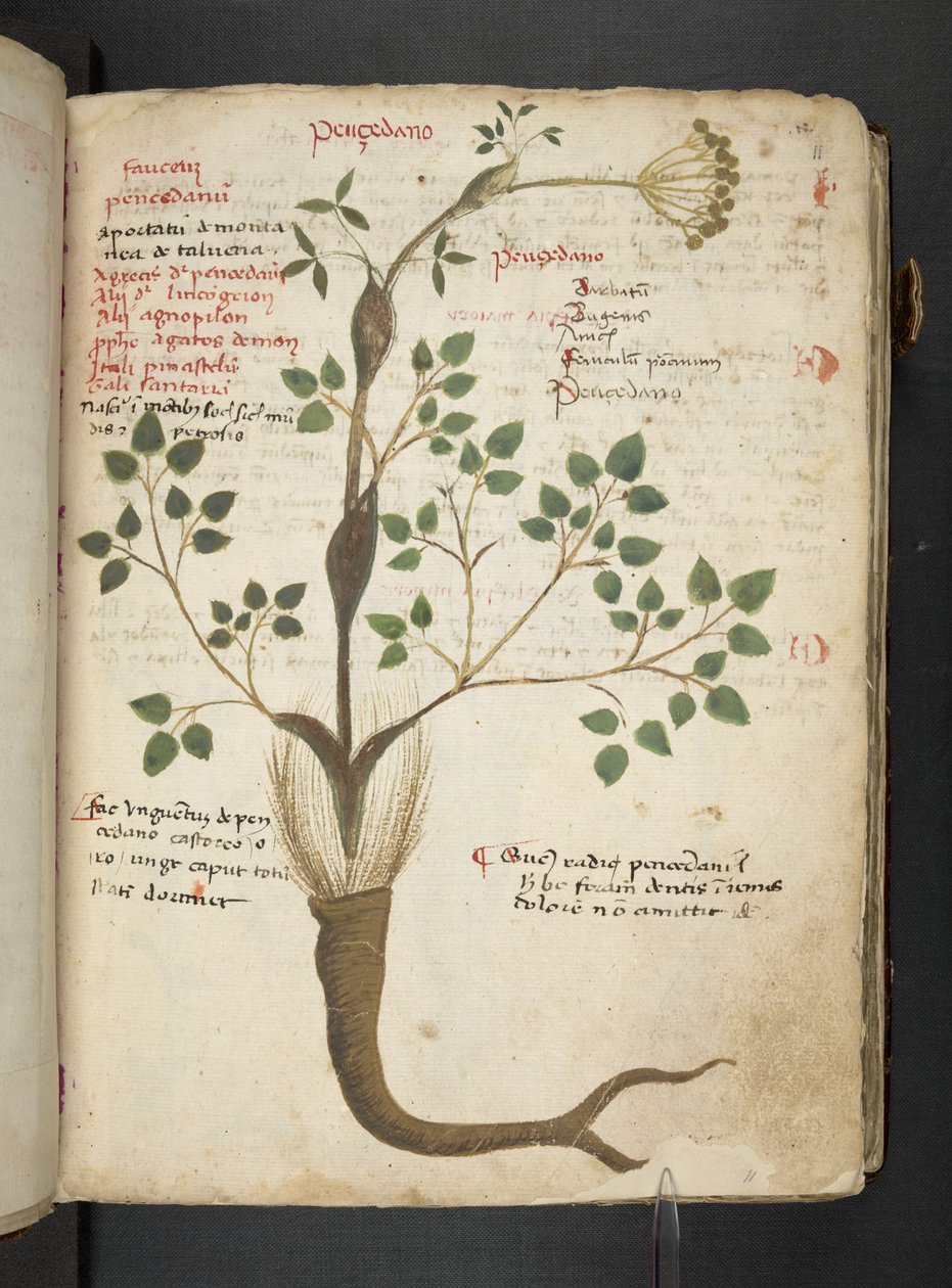 إضافة MS 41623 'Aherbal'، Belluno (حبر ولون على الرق) بواسطة المدرسة الايطالية