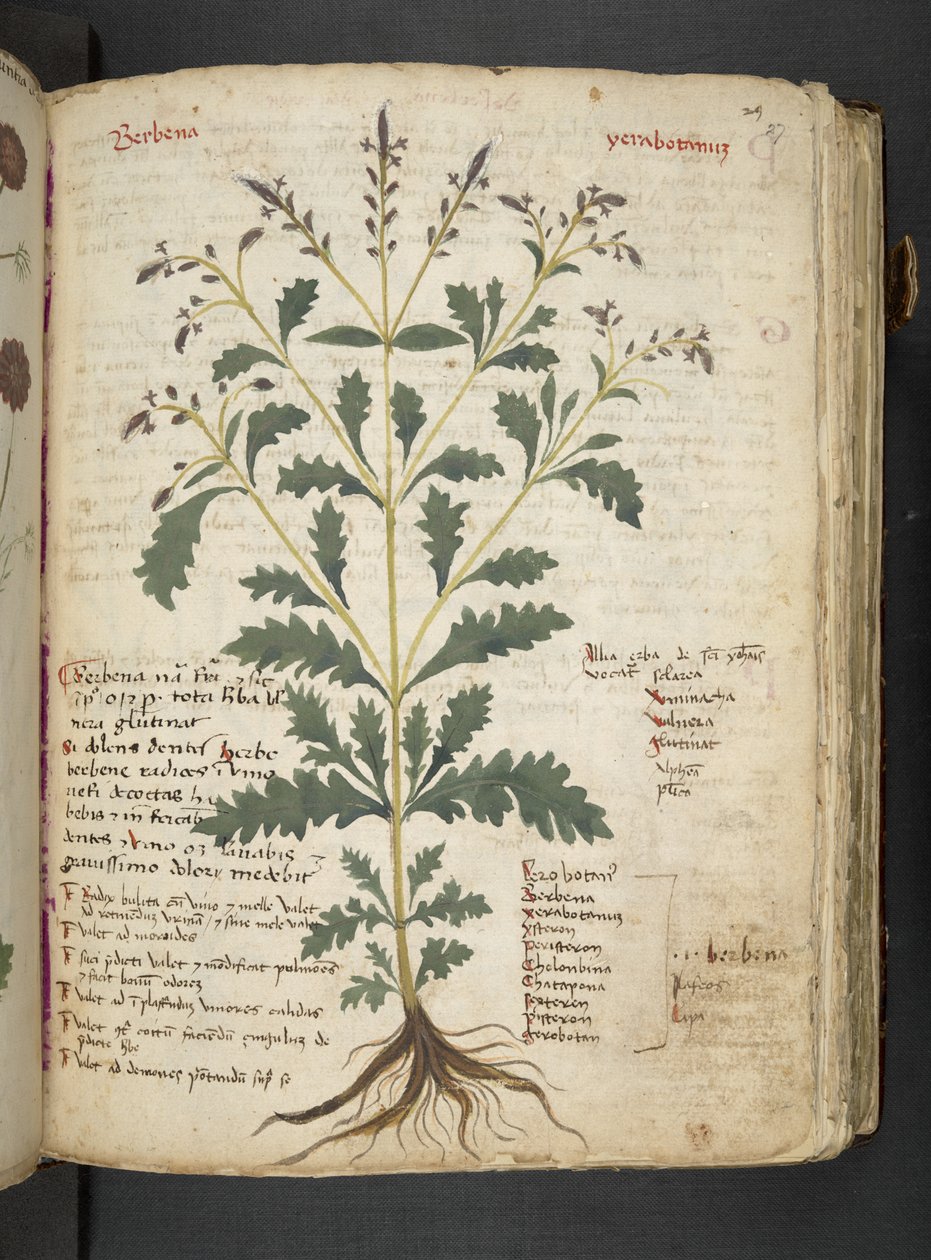 أضف MS 41623 "A herbal"، Belluno (حبر ولون على ورق) بواسطة المدرسة الايطالية